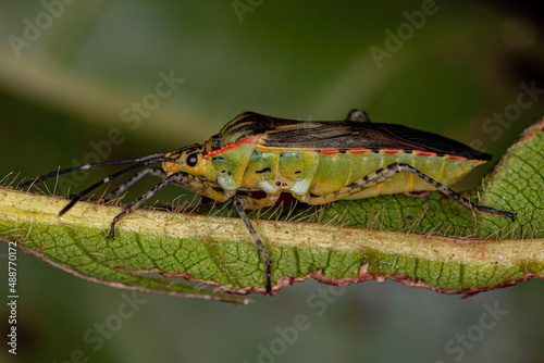 Adult Leaf-footed Bug photo