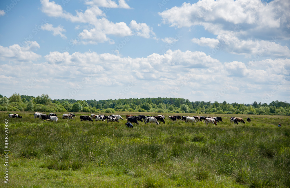 flock of cows in the field