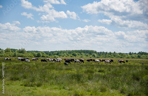 flock of cows in the field