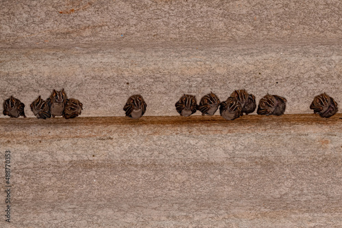 White-lined Broad-nosed Bats photo