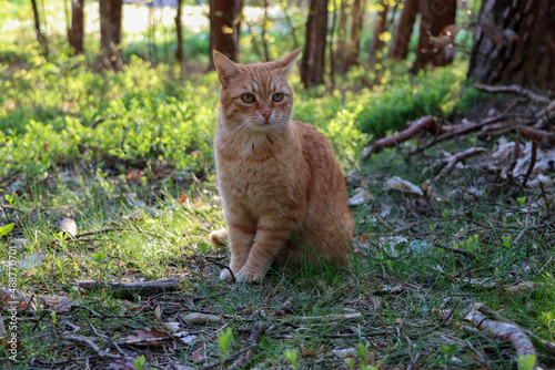 cute red cat sitting in the forest while sunset