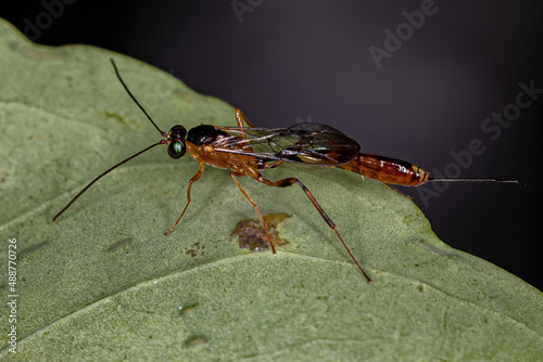 Adult Ichneumonid Wasp photo