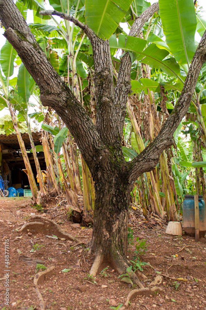 Obraz premium Trees, banana on site.