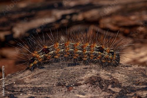 Tiger Moth Caterpillar photo