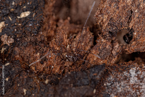 juvenile Gonyleptid Harvestmen photo