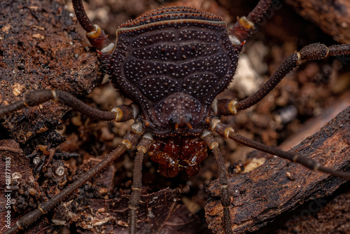 Adult Gonyleptid Harvestmen photo