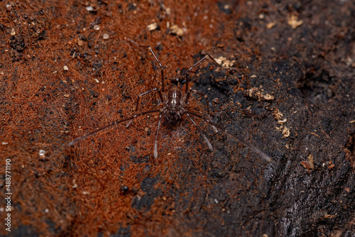 juvenile Gonyleptid Harvestmen photo