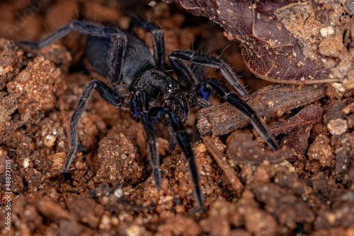 Black Entelegyne Spider photo