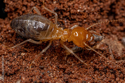 Adult Jawsnouted Termite preying on smaller termites photo