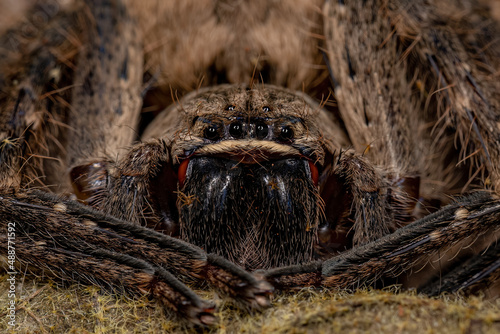 Adult Huntsman Spider photo