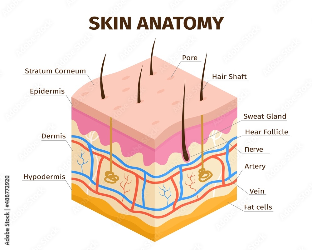 Human skin layers anatomy, dermis, epidermis and hypodermis tissue ...