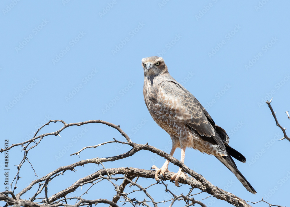 One juvenile pale chanting goshawk sitting on a branch with a clear blue sky background One juvenile pale chanting goshawk sitting on a branch with a clear blue sky background