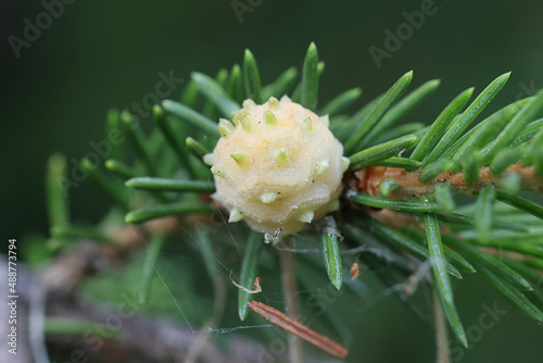 A plant parasite called larch adelgid forming galls on European spruce in Finland