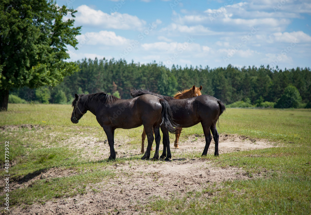  horses on a meadow