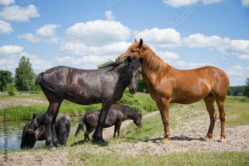 two horses in the field near river in summer