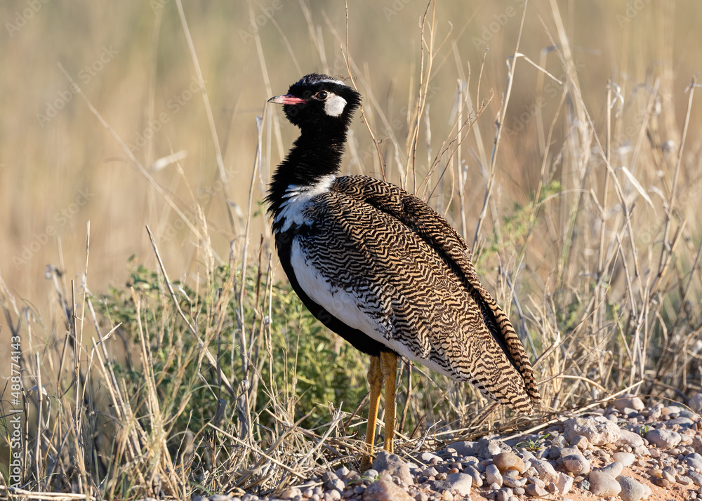 Obraz premium One northern black korhaan walking in long dry grass