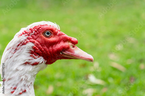 White muscovy duck with red face. Close up on green grass farm backyard photo