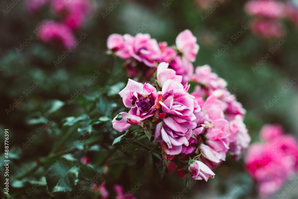 colourful swirley bokeh roses colourful swirley bokeh roses