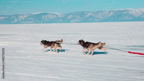 Huskies in a sled run on a snow-covered lake