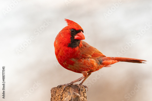 Fototapeta A male Northern Cardinal (Cardinalis cardinalis) perching on a tree with light background