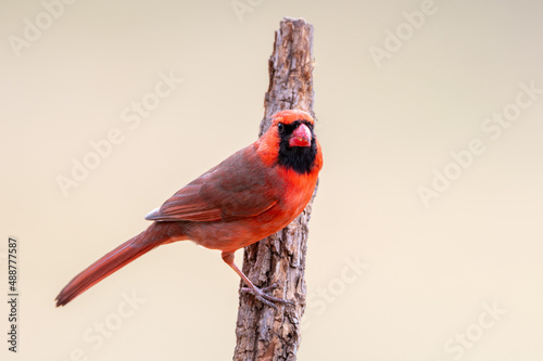 A male Northern Cardinal (Cardinalis cardinalis) perching on a tree with light background.