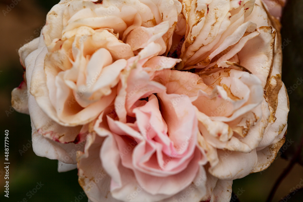 Rose, roseraie Rose, roseraie