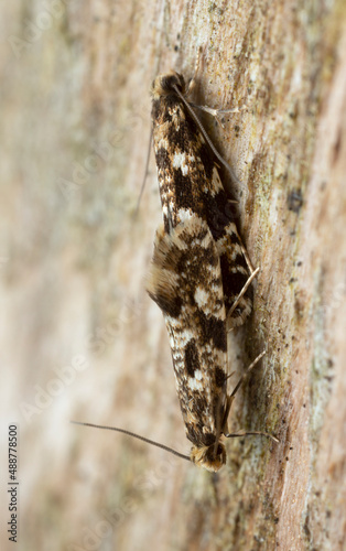 Mating moths on wood, macro photo