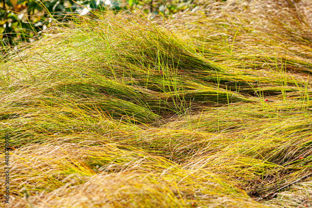 Long grass twisted under huge wind on a field Long grass twisted under huge wind on a field