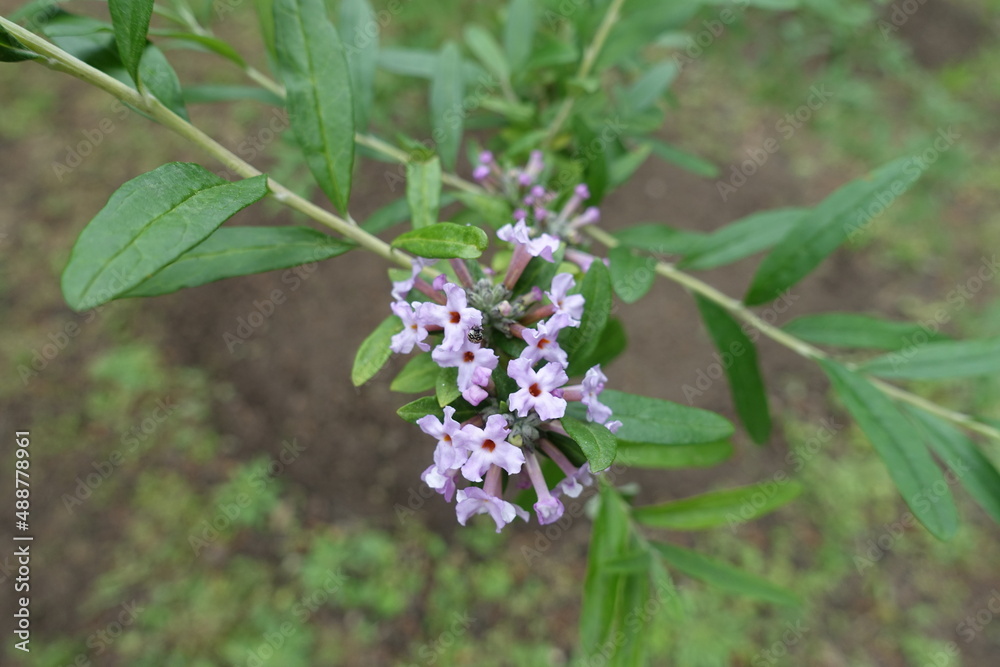 Mauve flowers of alternate-leaved butterfly-bush in May Mauve flowers of alternate-leaved butterfly-bush in May