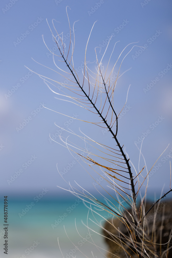 Obraz premium Dead coral on azure sea background. Blue colours.