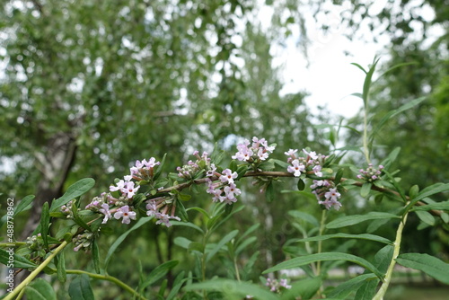 Thin branch of blossoming alternate-leaved butterfly-bush in May
