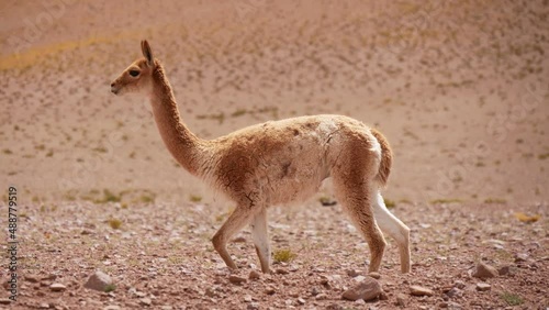 One Young Vicuna Walking In The Desert photo