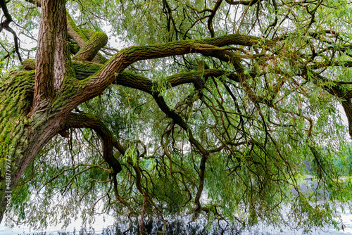 Äste und Zweige einer Weide