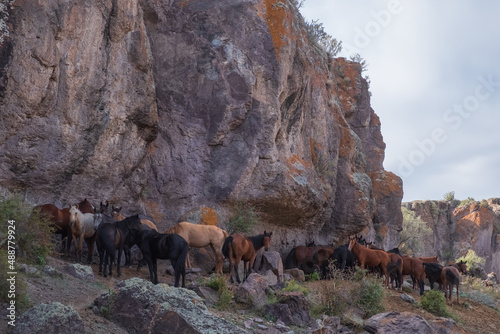 Horses are hiding from sunlight in shadow of river rock canyon.