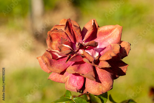 Rose fanée, roseraie