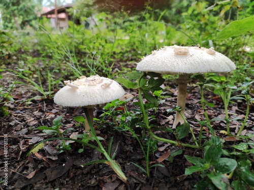 mushroom in the grass