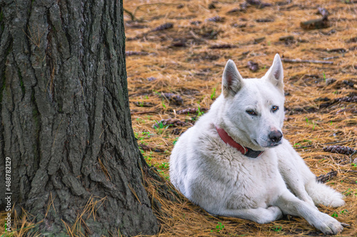 A dog in white fur sits at the trunk of a pine tree. A white dog is sitting in the forest  leaning against a tree. A white dog is resting on fir needles.