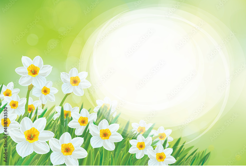 Vector spring daffodils flowers. Blossoming narcissus  flowers on  sunshine, bokeh background. Easter card.