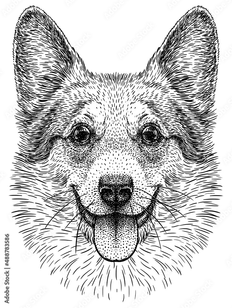 black and white engrave isolated corgi illustration