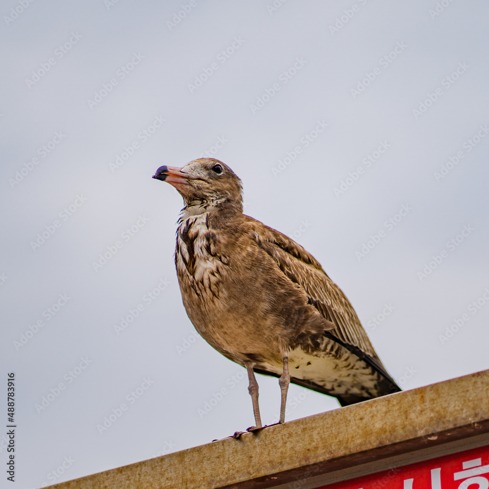 야생 바다 갈매기