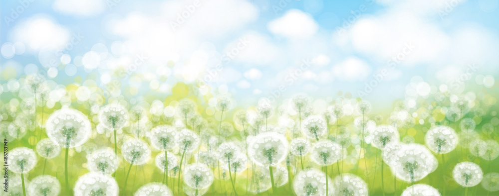Vector spring bokeh background with white dandelions. Nature, floral, bokeh landscape.