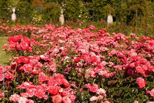 Roses, roseraie