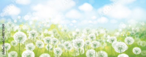 Vector spring bokeh background with white dandelions. Nature, floral, bokeh landscape.