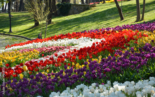 field of tulips and flowers