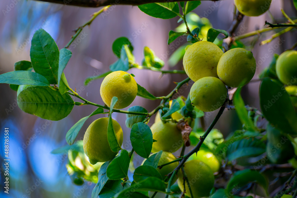 Ripe yellow lemons citrus fruits hanging on tree