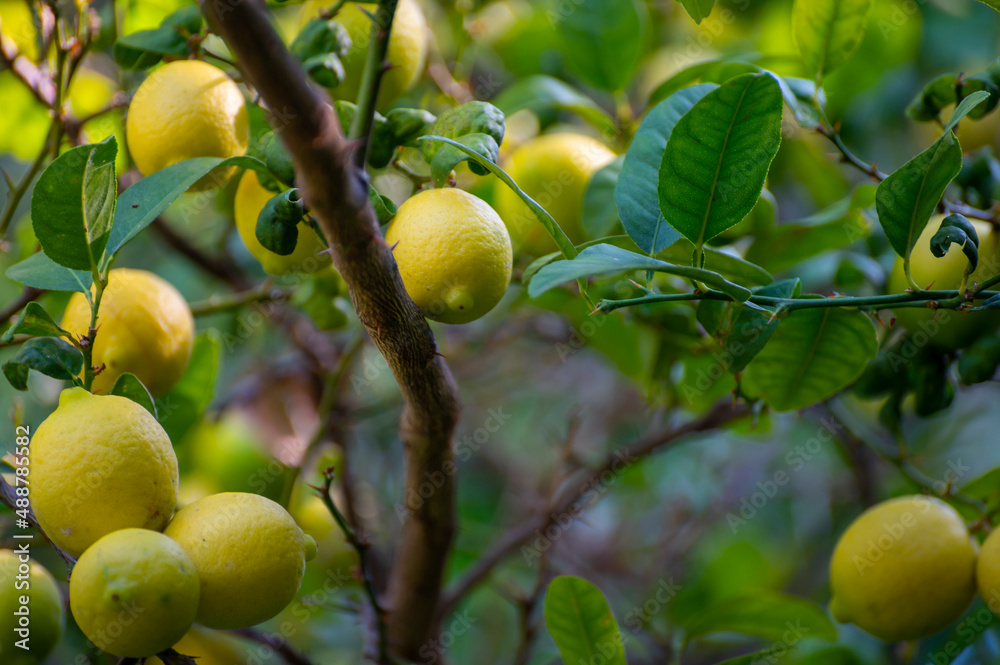 Ripe yellow lemons citrus fruits hanging on tree Ripe yellow lemons citrus fruits hanging on tree