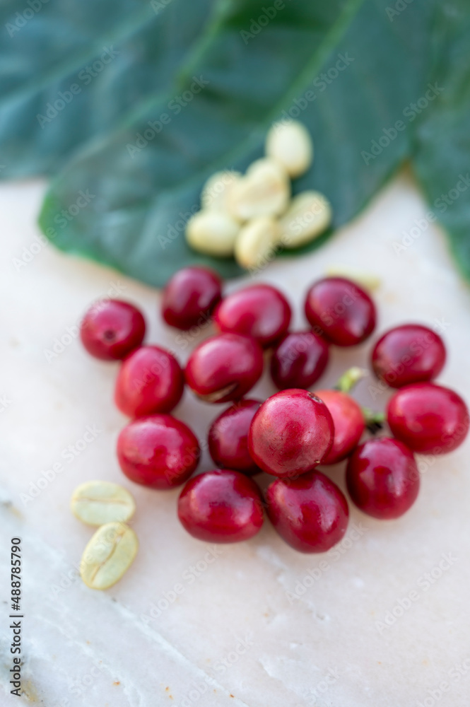 Red ripe arabica coffee berries, green coffee beands and leaves Red ripe arabica coffee berries, green coffee beands and leaves