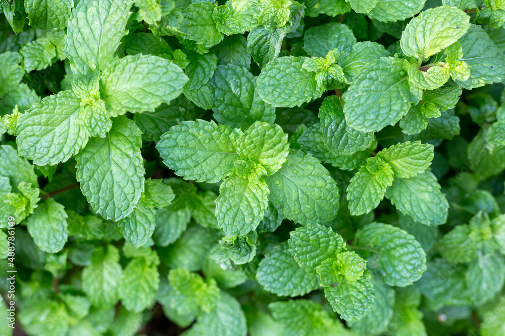 mint leaves background mint leaves background