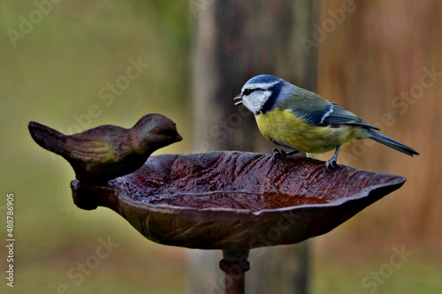 Eine Blaumeise sitzt am Rand einer Vogeltränke photo
