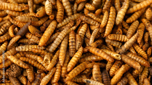 Dried Black soldier fly larvae, calci worms food wildlife birds photo